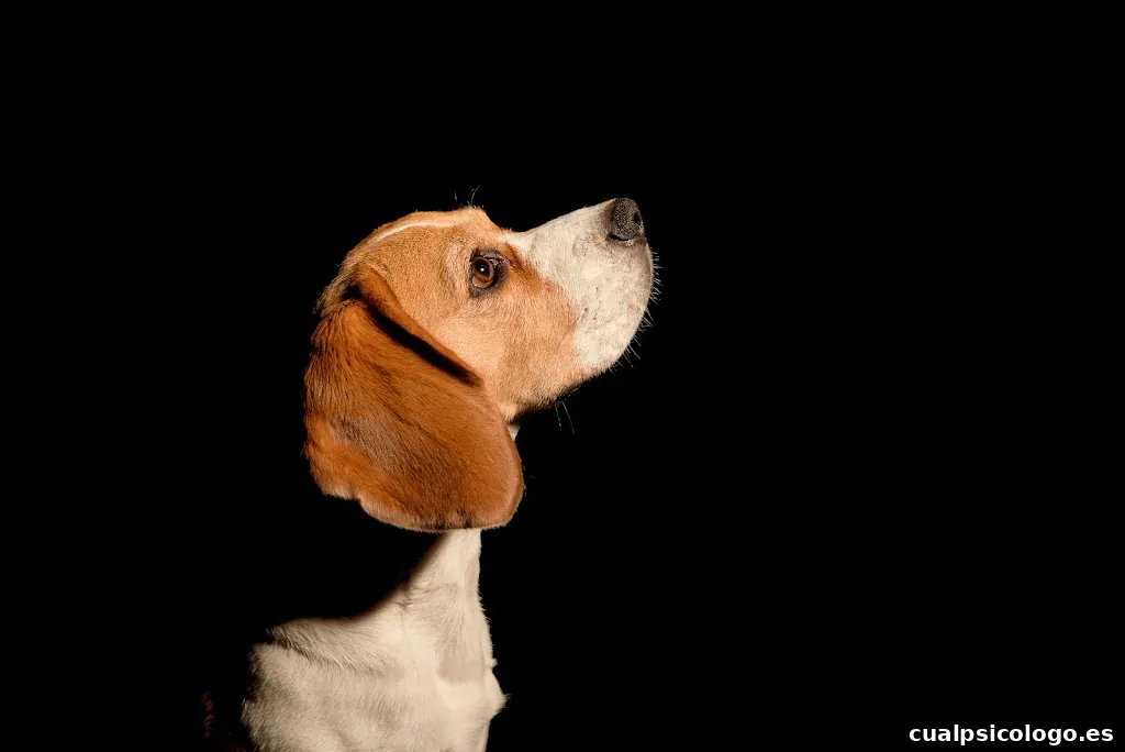 I See Dog People - Fotografo de Perros