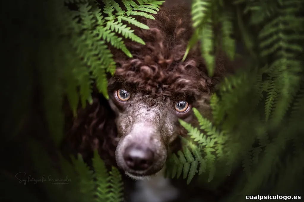 Soy fotógrafa de animales