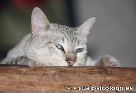 Fotógrafo Cesar M Tello Figuerola-Griffiths