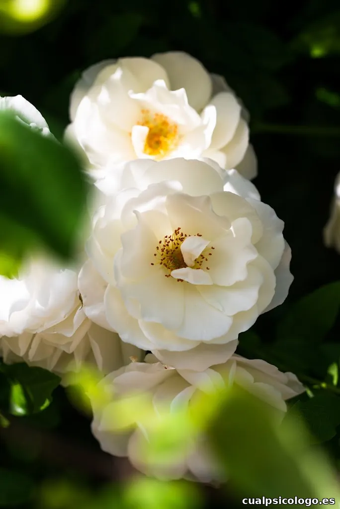 Alba Luna Meyer Estudio