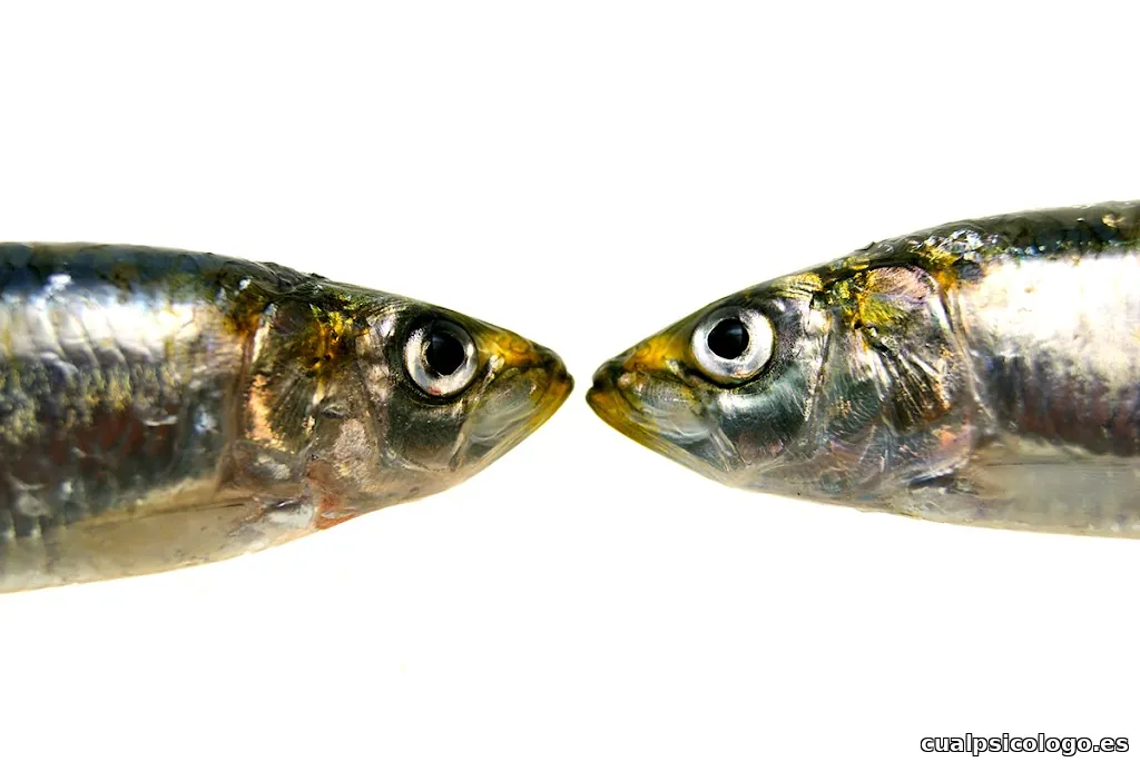 ElFotógastro en Pontevedra