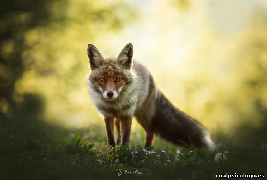 Sonia Varona Photography