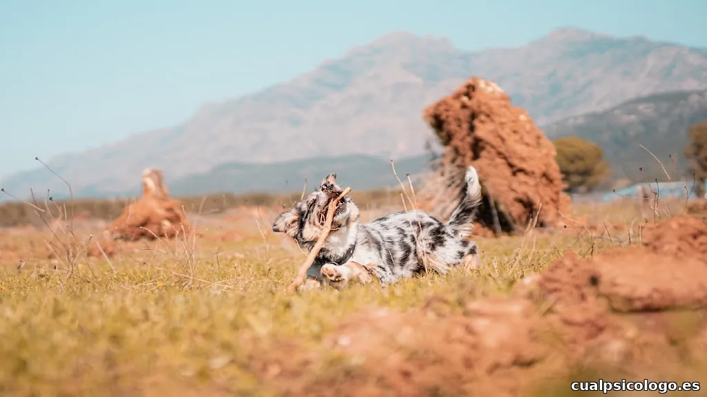 Jesús Capón - Fotografía de mascotas