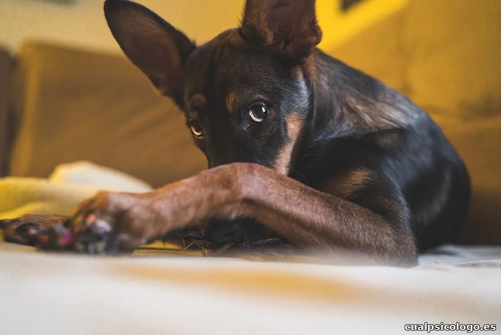 Orion Menorca - Fotógrafía profesional