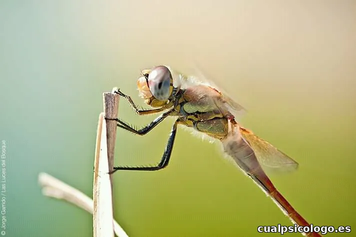 SIERRA - Photography by Jorge Garrido