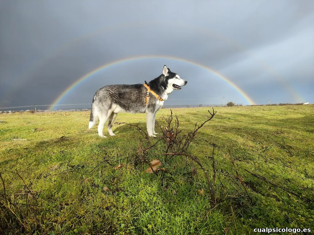 IZS Fotografía | Fotógrafo de Perros en León.
