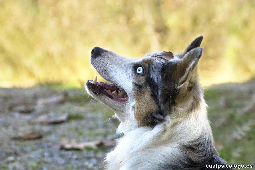 Lau Palau - Fotografía de mascotas